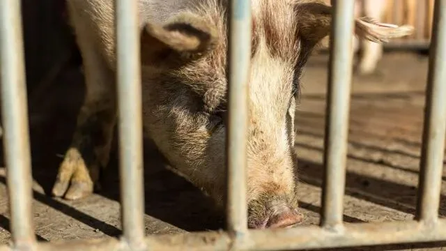 土猪土鸡“心机商标”扎堆下线,擦边营销暴露行业顽疾